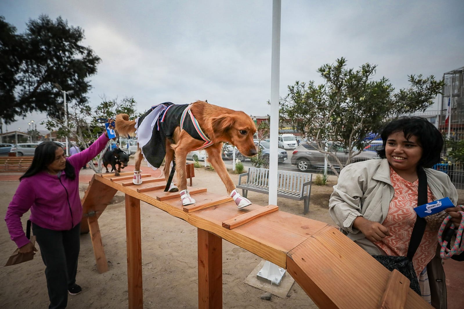 cómo se inicia un parque comunitario para perros